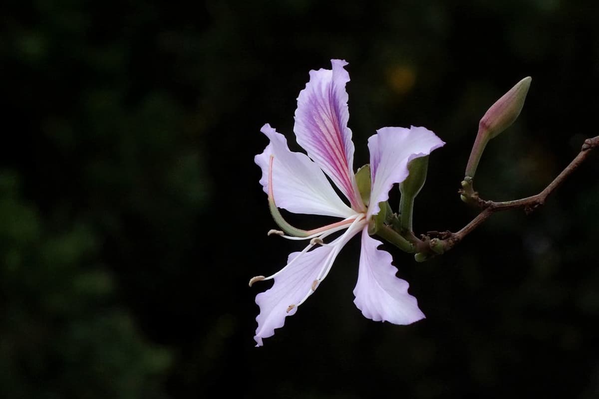 Bauhinia purpurea