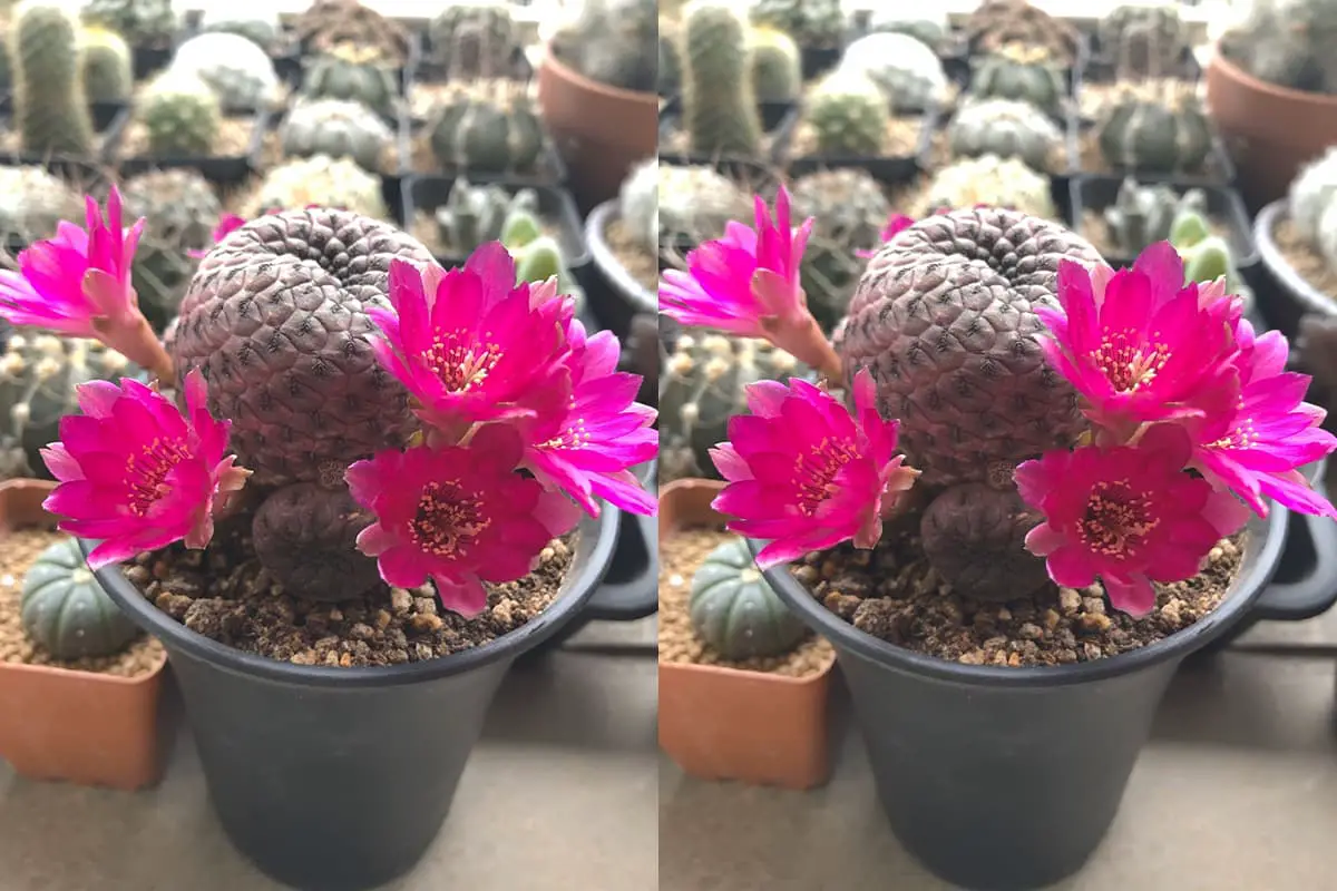 Theaceae
