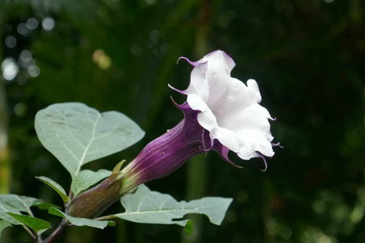 Datura Stramonium