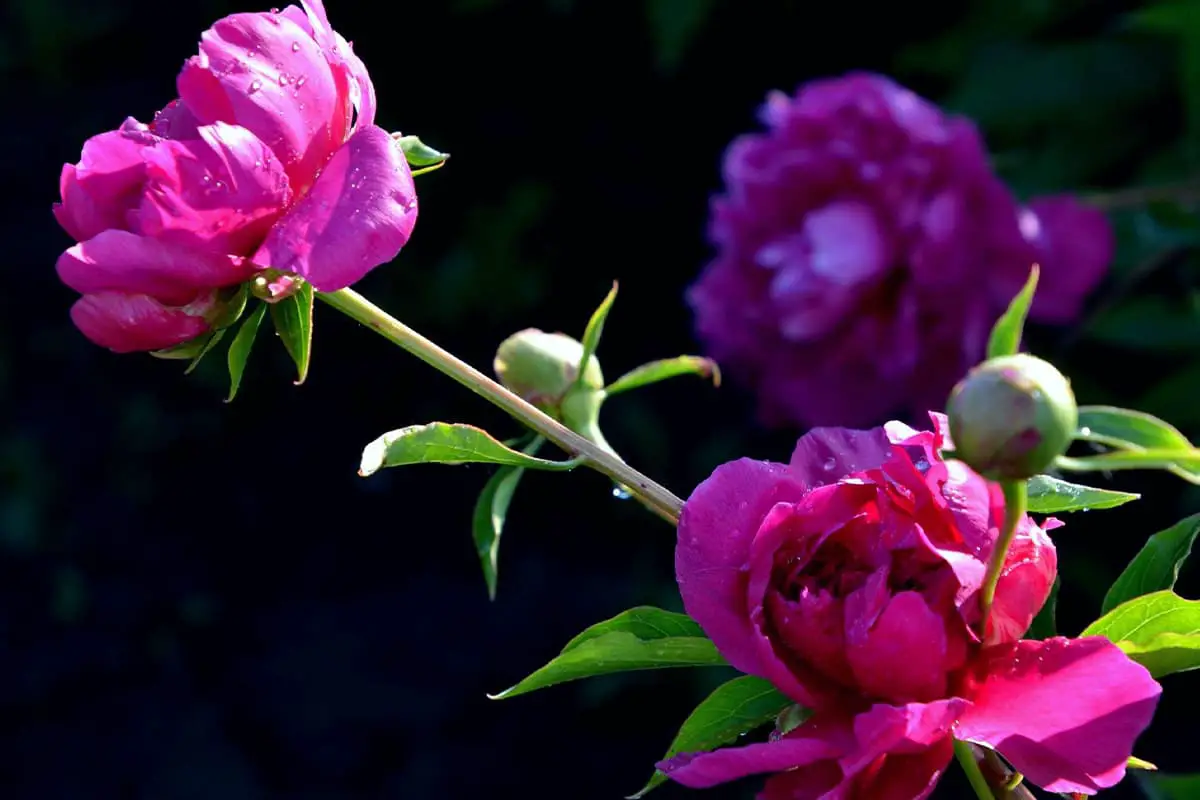 Papaver rhoeas