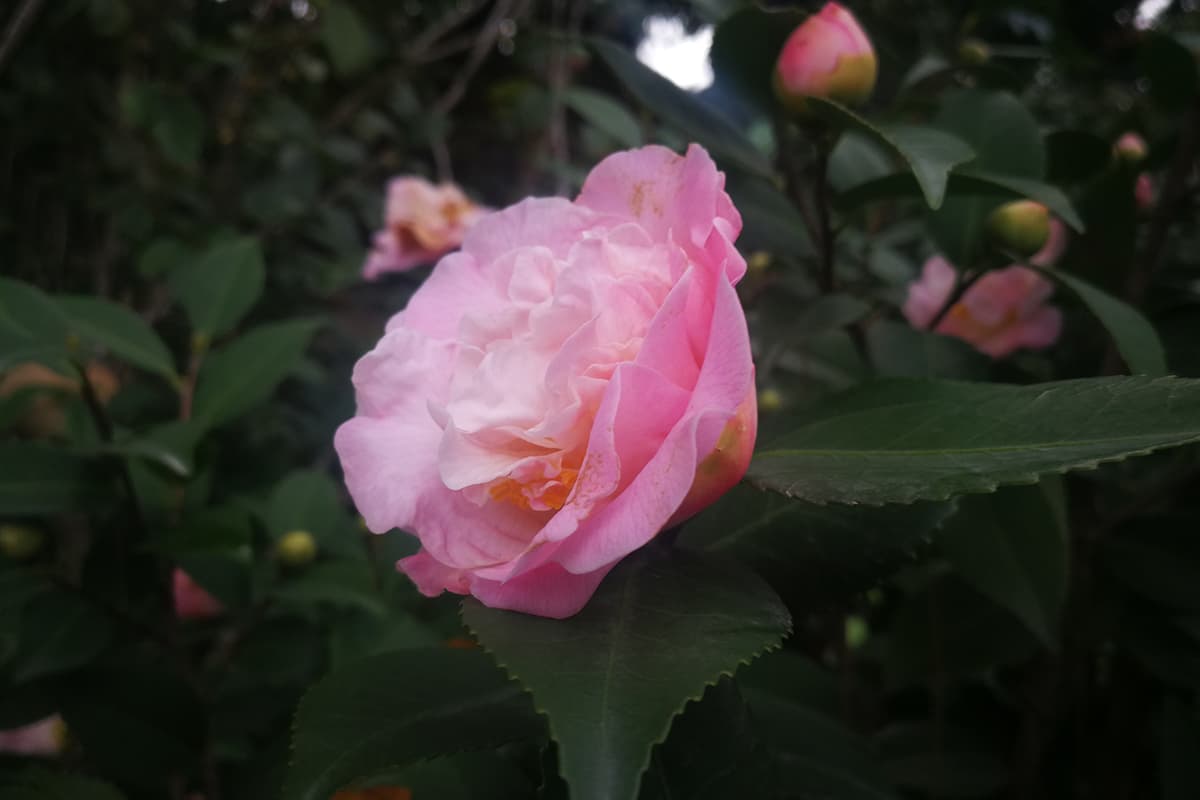 Rhododendron anthopogonoides