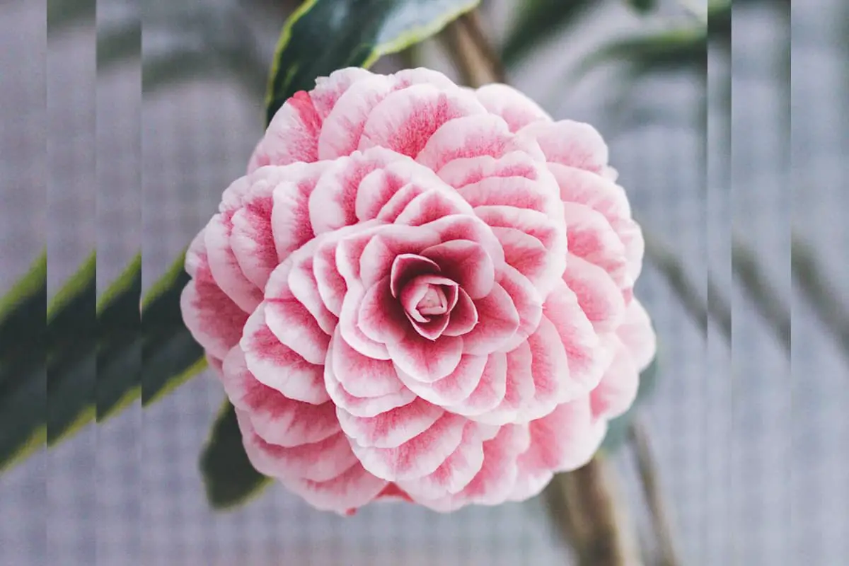 Dehua Eighteen Scholars Camellia