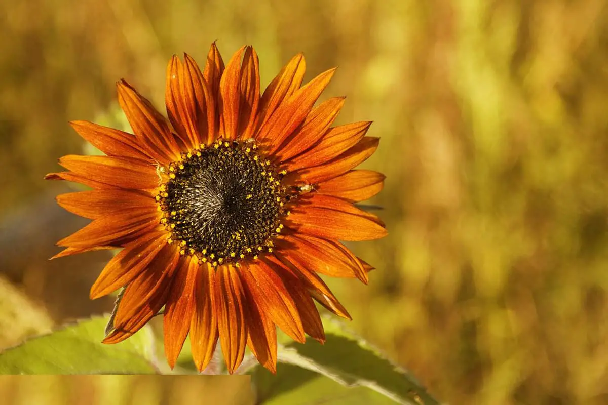Helianthus annuus 'Matahari Oranye'