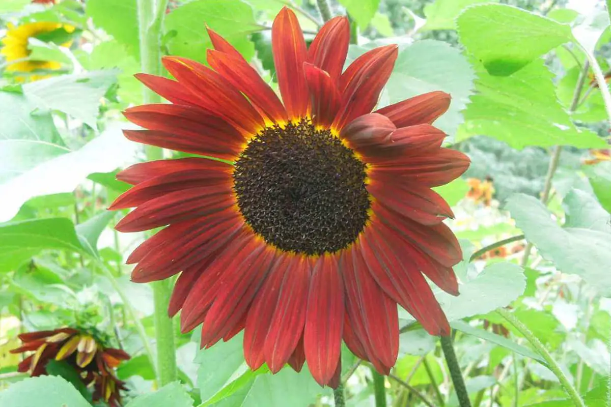 Multicolored Sunflower