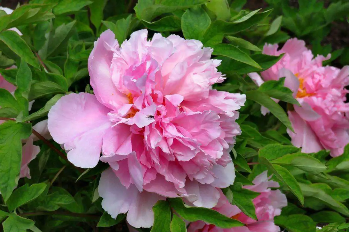 Nelumbo Nucifera 'Guifeizuijiu'