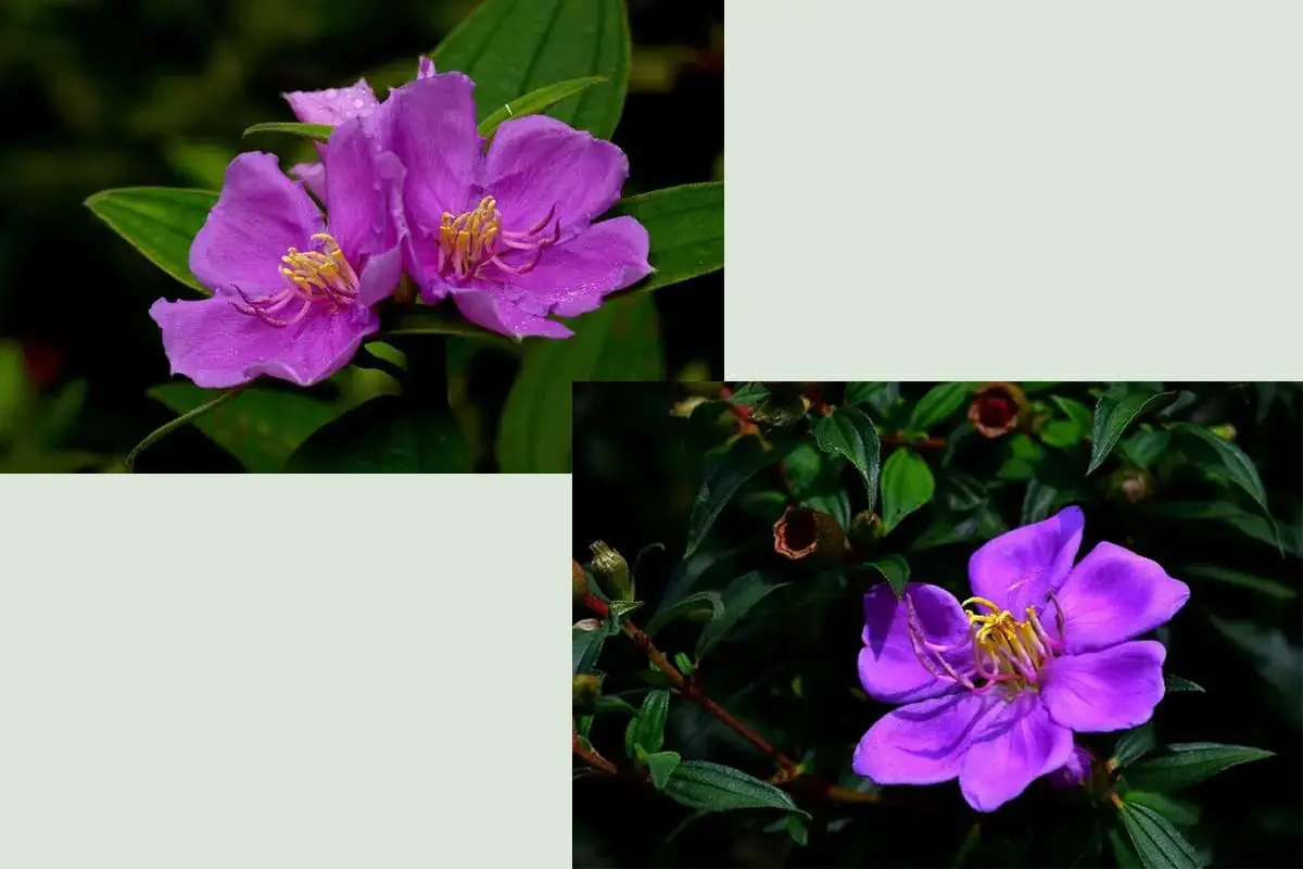 Melastoma malabathricum