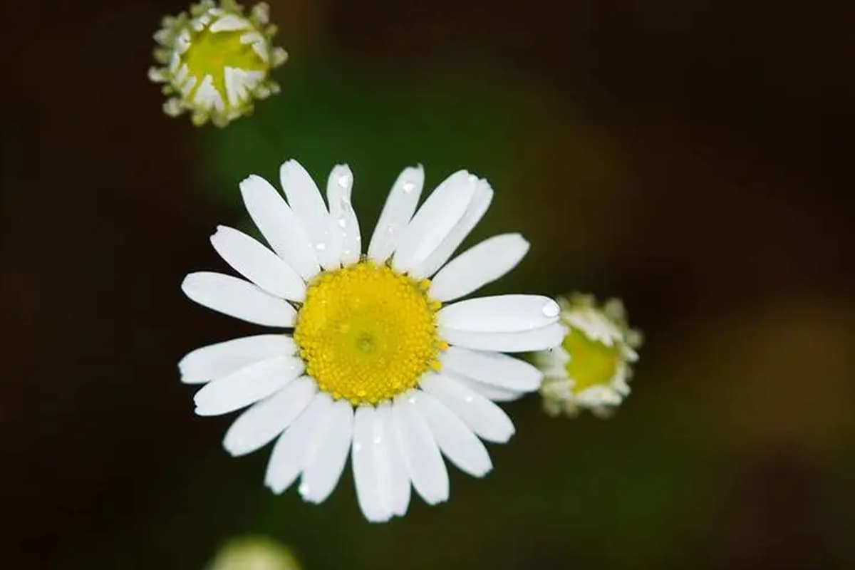 Bellis Perennis