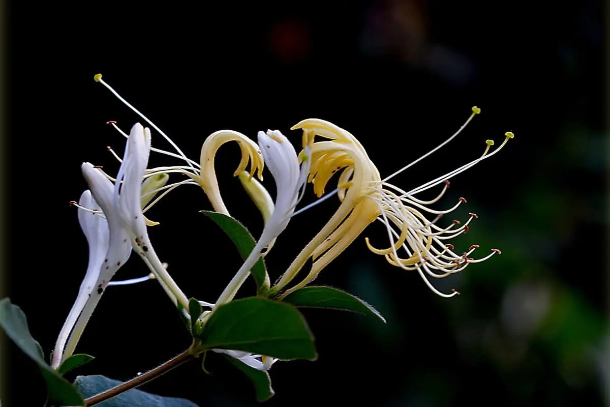 Lonicera Japonica