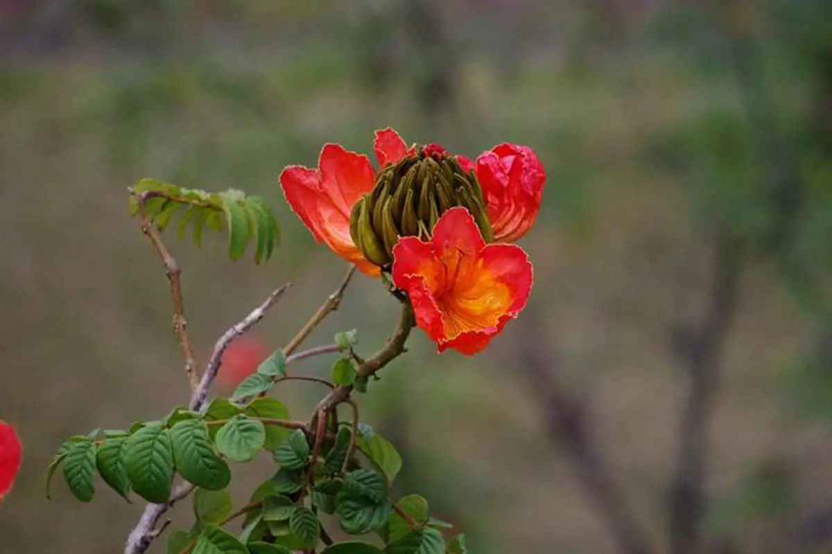 Spathodea campanulata