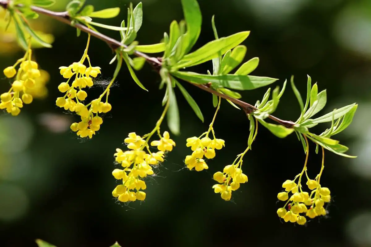 Berberis thunbergii