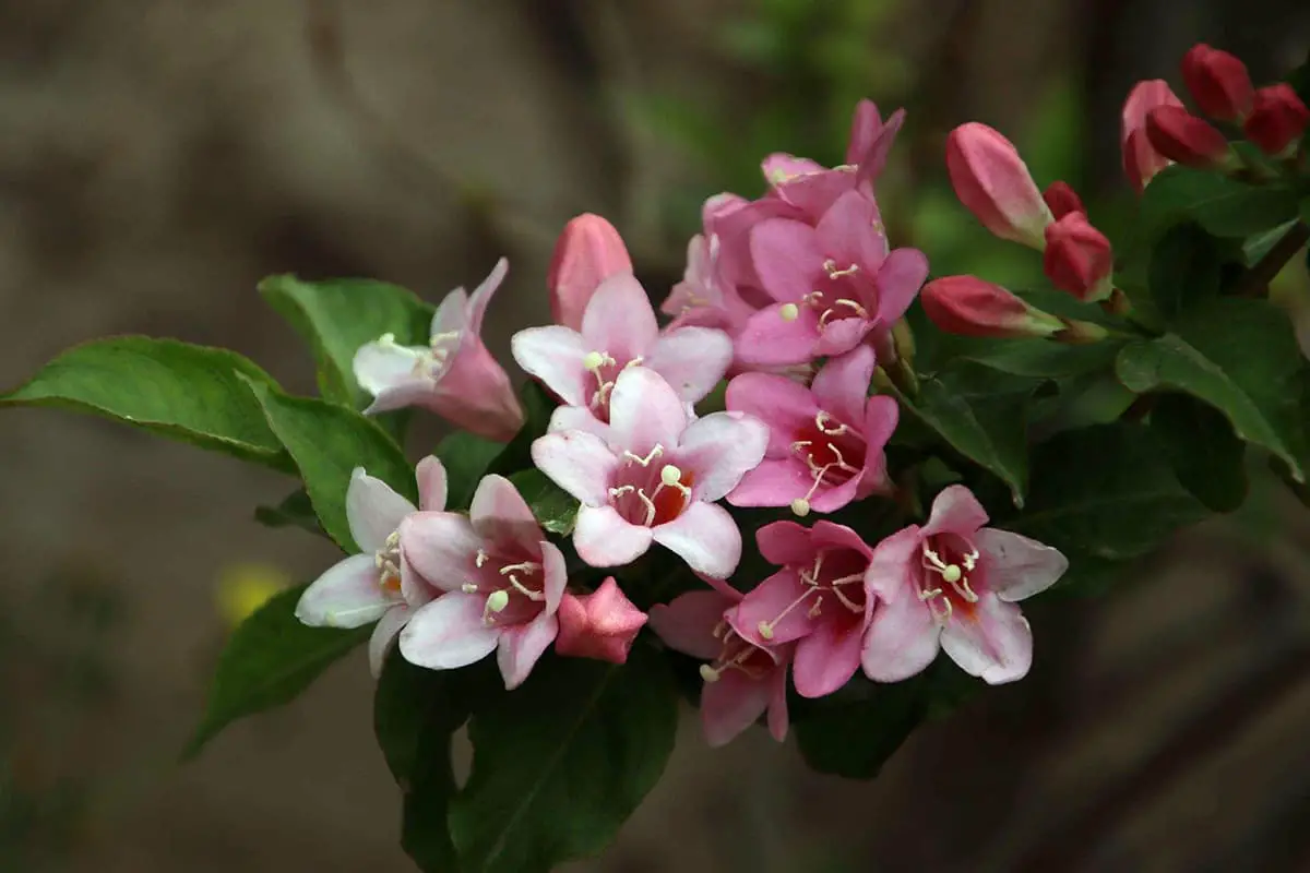Weigela florida