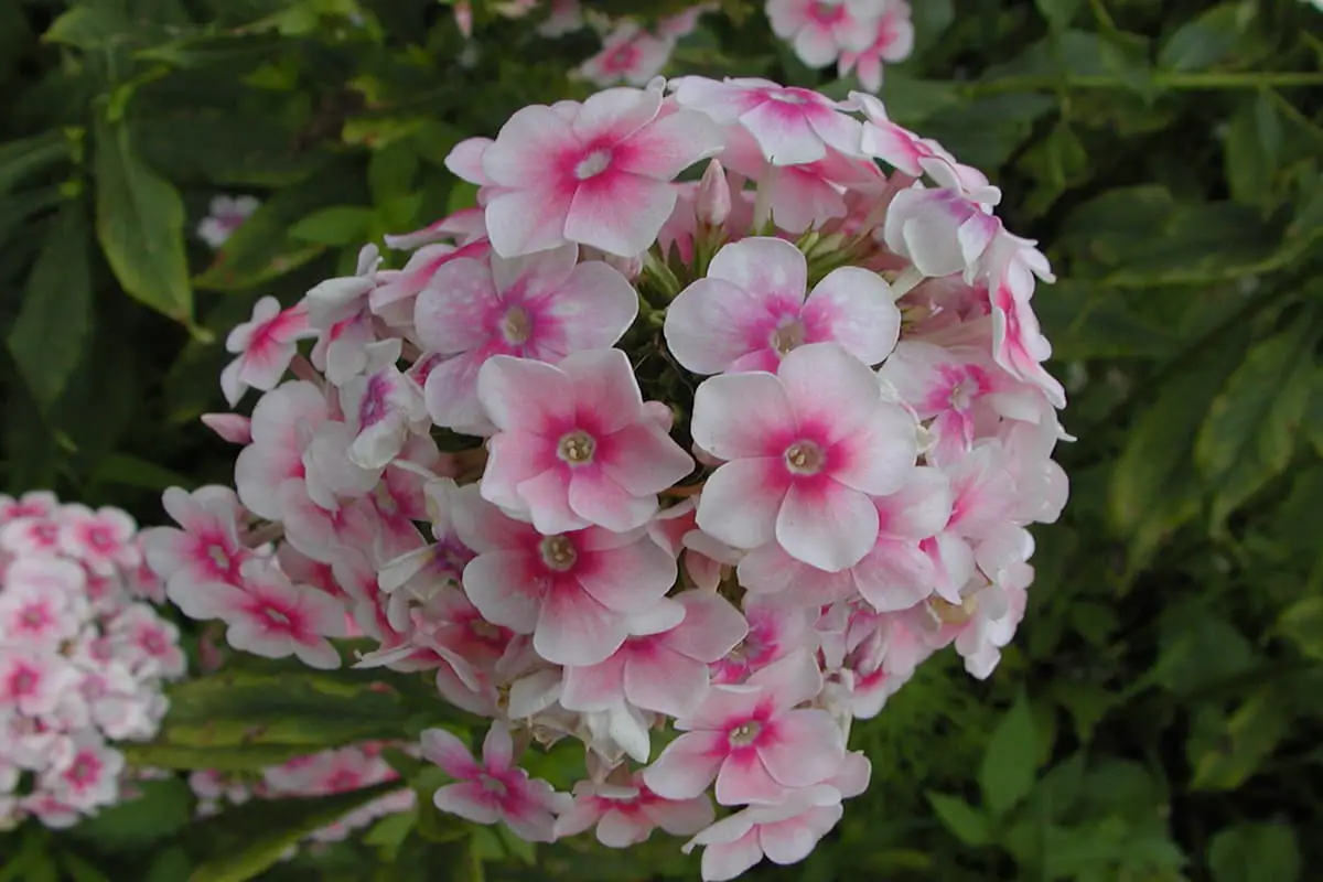 Phlox drummondii