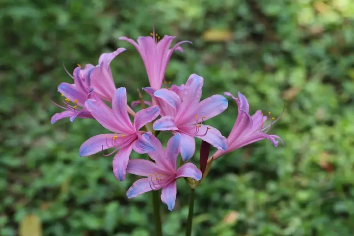 Lycoris radiata