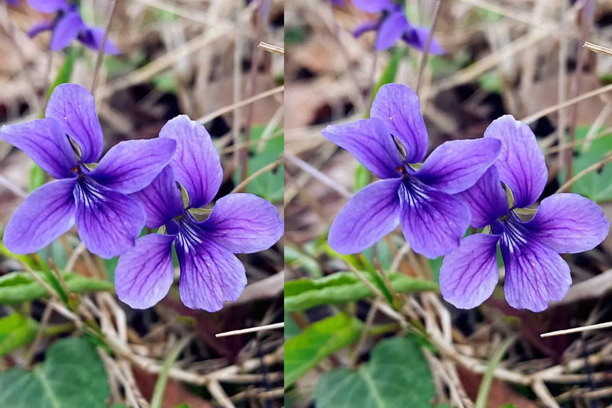 Viola phillipina