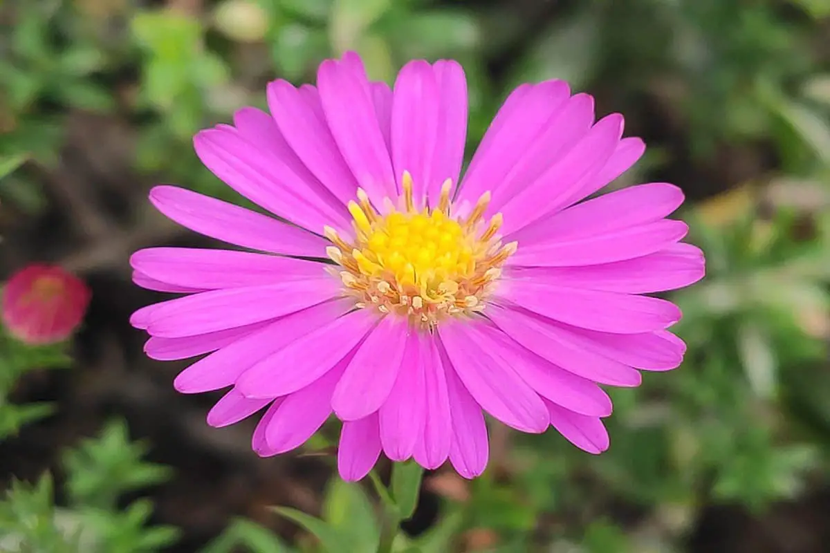 Aster novi-belgii