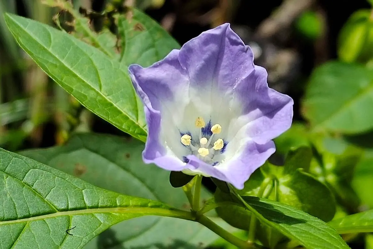 Nicandra Physalodes