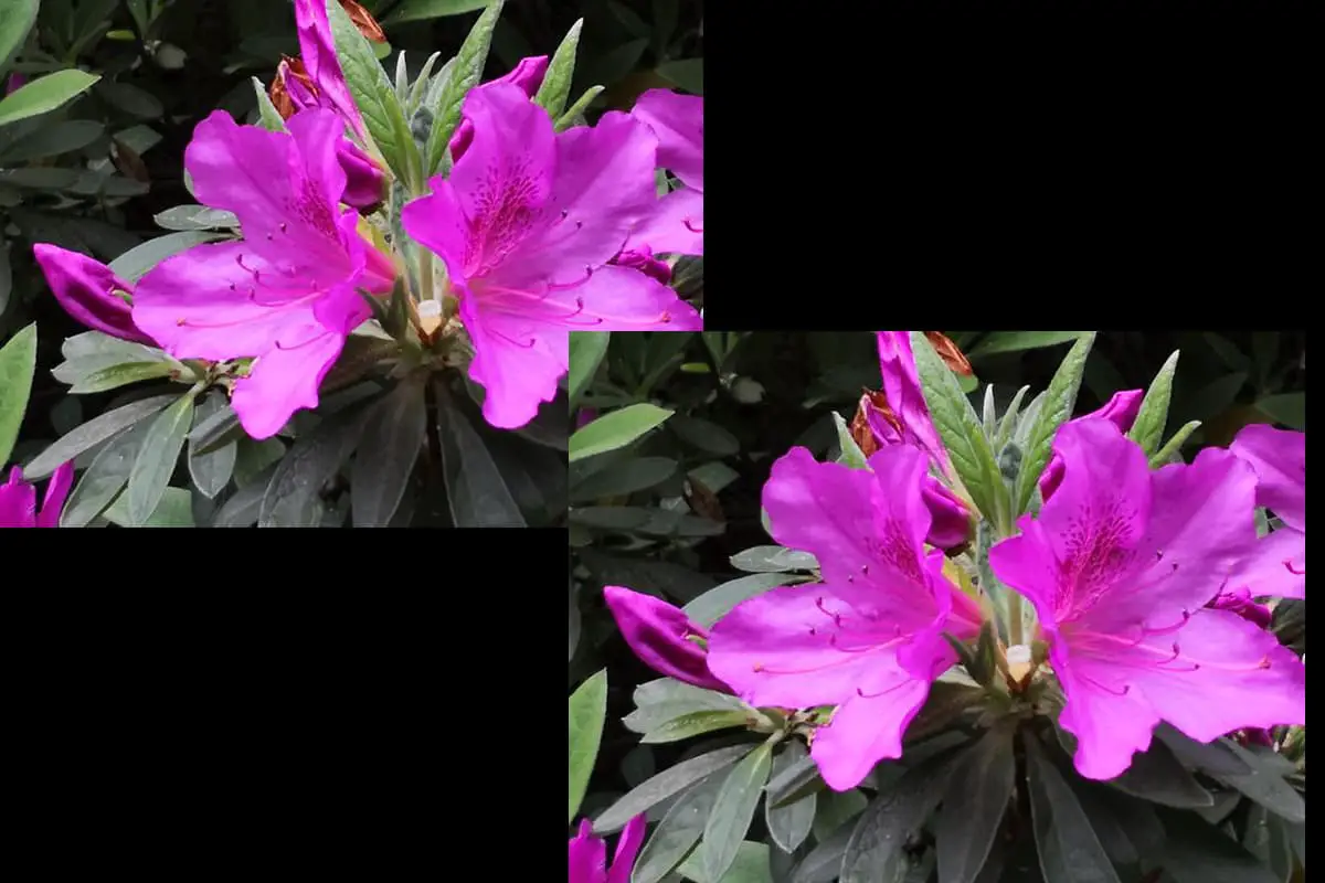 Rhododendron pulchrum