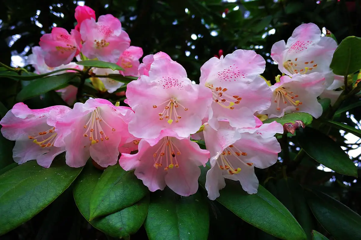 Rhododendron simiarum