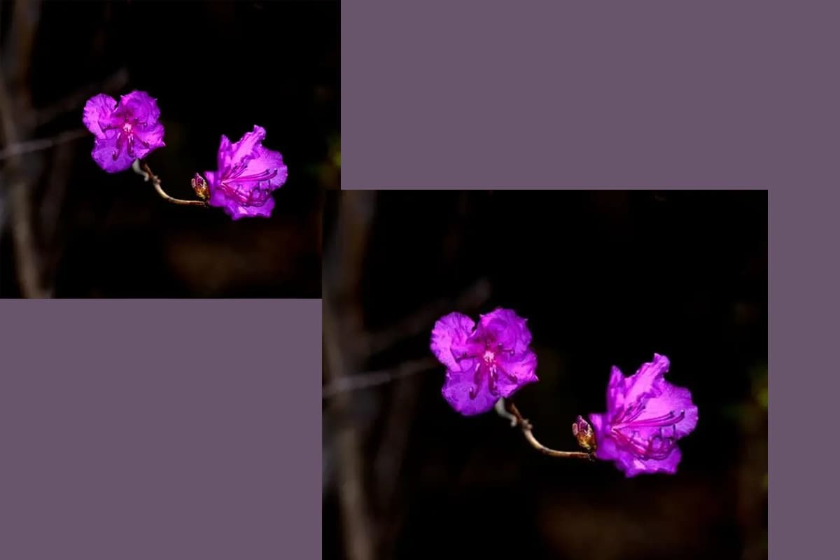 Rhododendron russatum