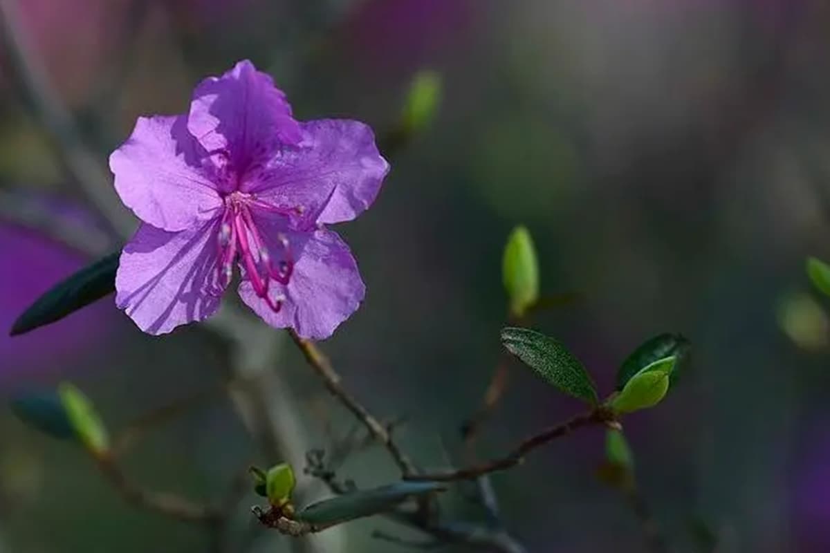Rhododendron dauricum