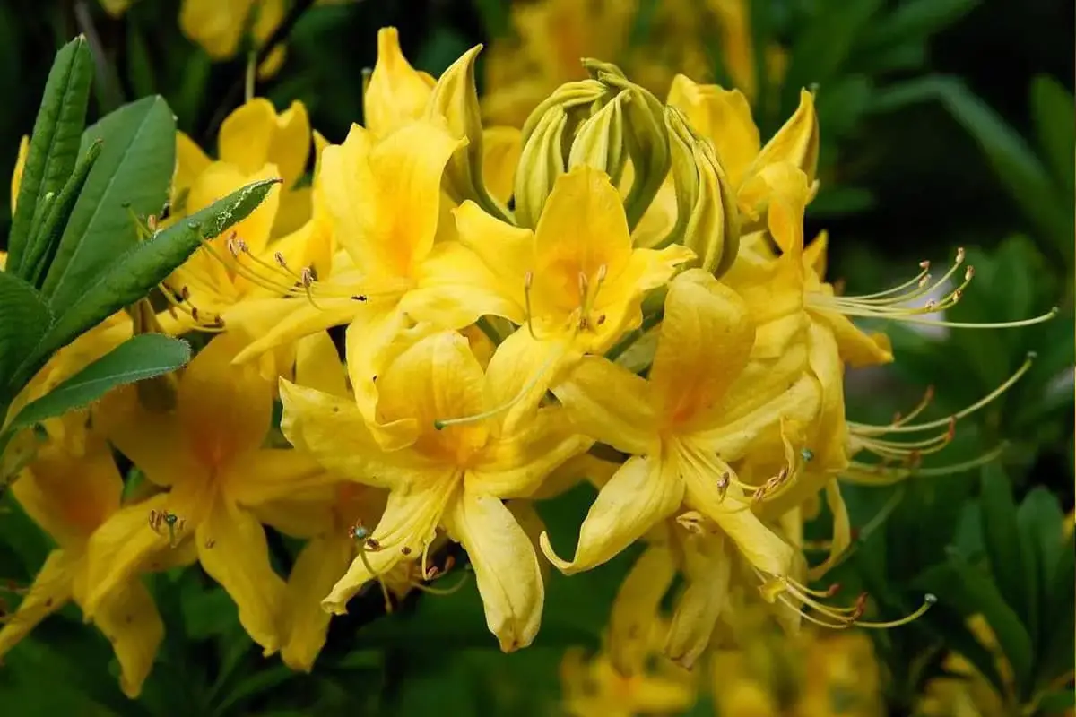 Rhododendron lutescens