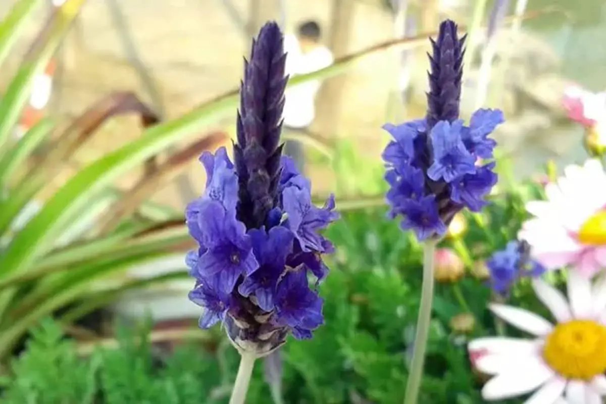 Lavandula pinnata