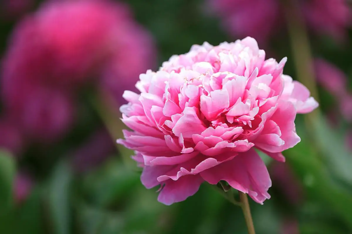 Nymphaea 'Peónia cor-de-rosa