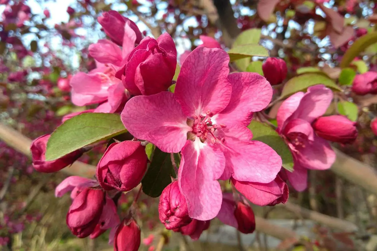 Malus 'Sparkler’