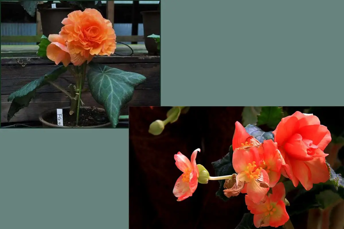 Begonia tuberhybrida Voss