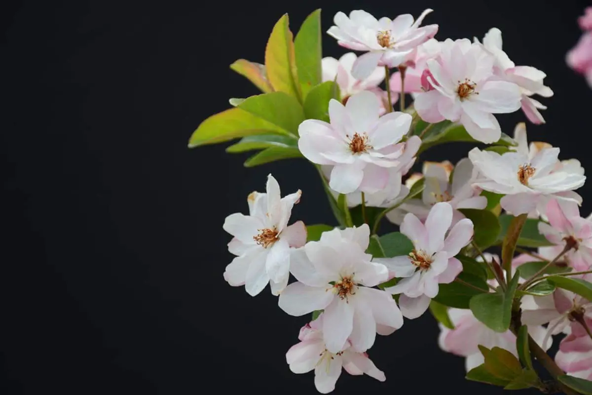 Malus spectabilis