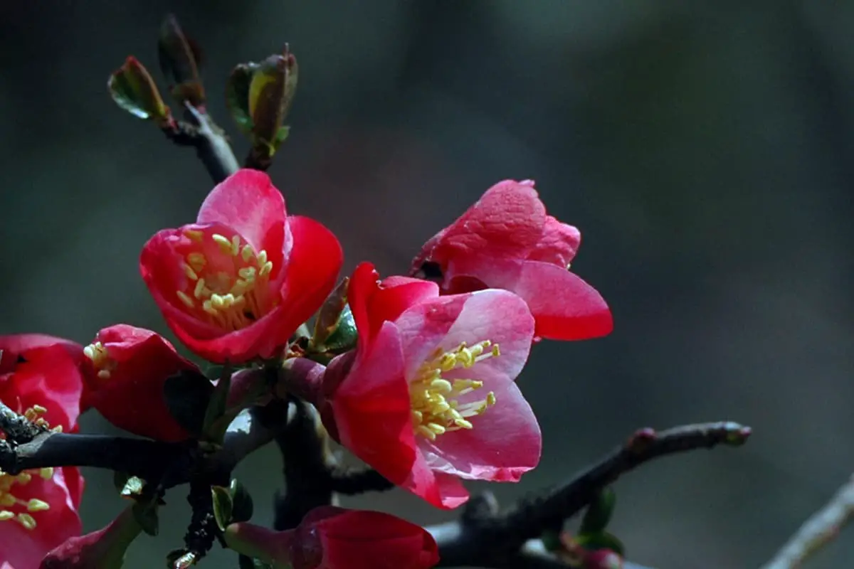 Chaenomeles cathayensis