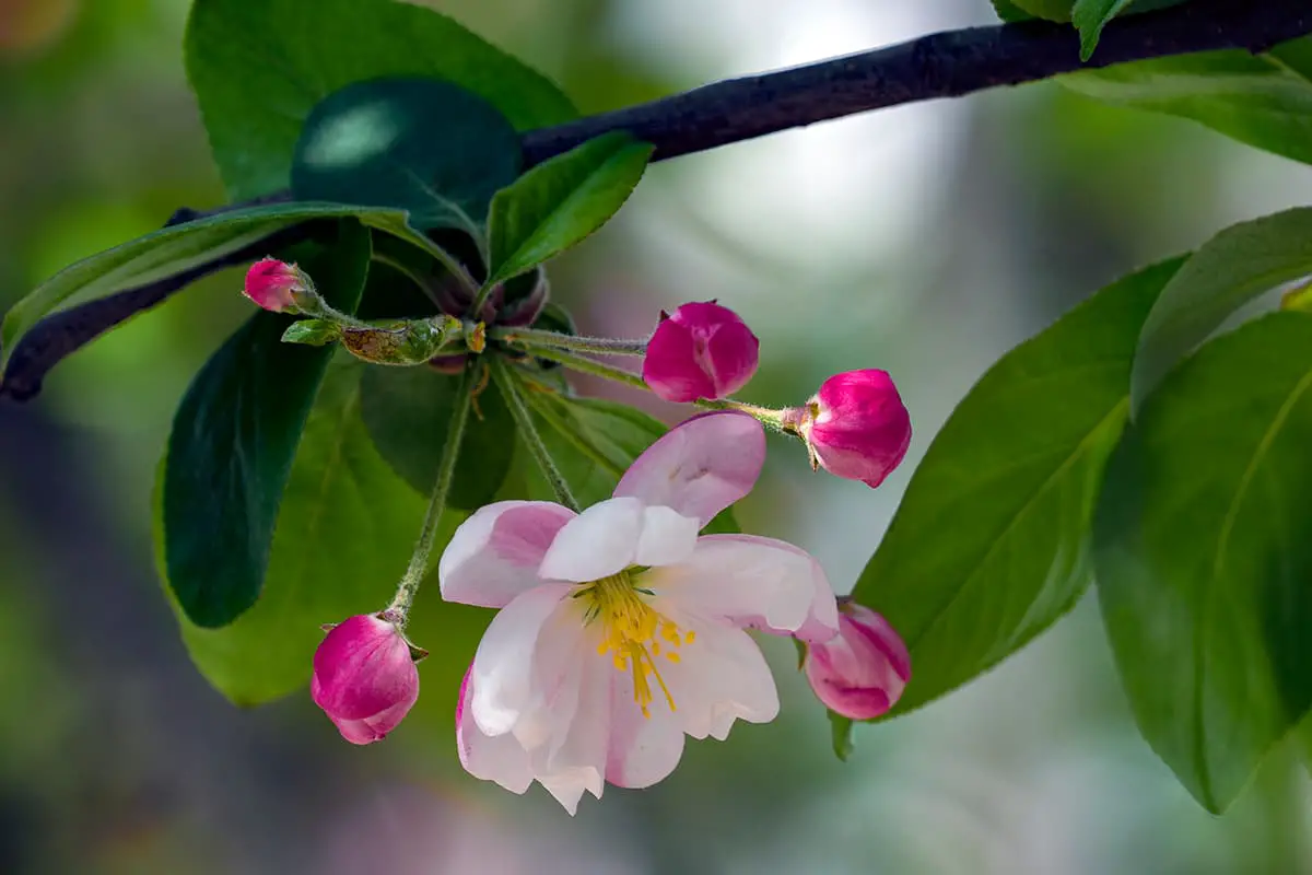 Malus micromalus Makino