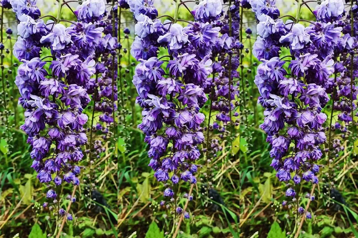 Glicine floribunda "Violacea