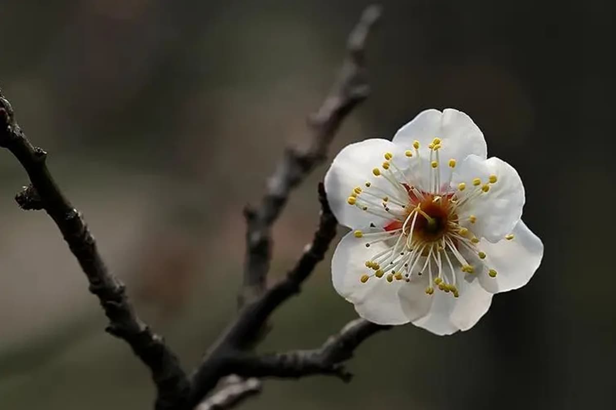 Prunus mume albo-plena