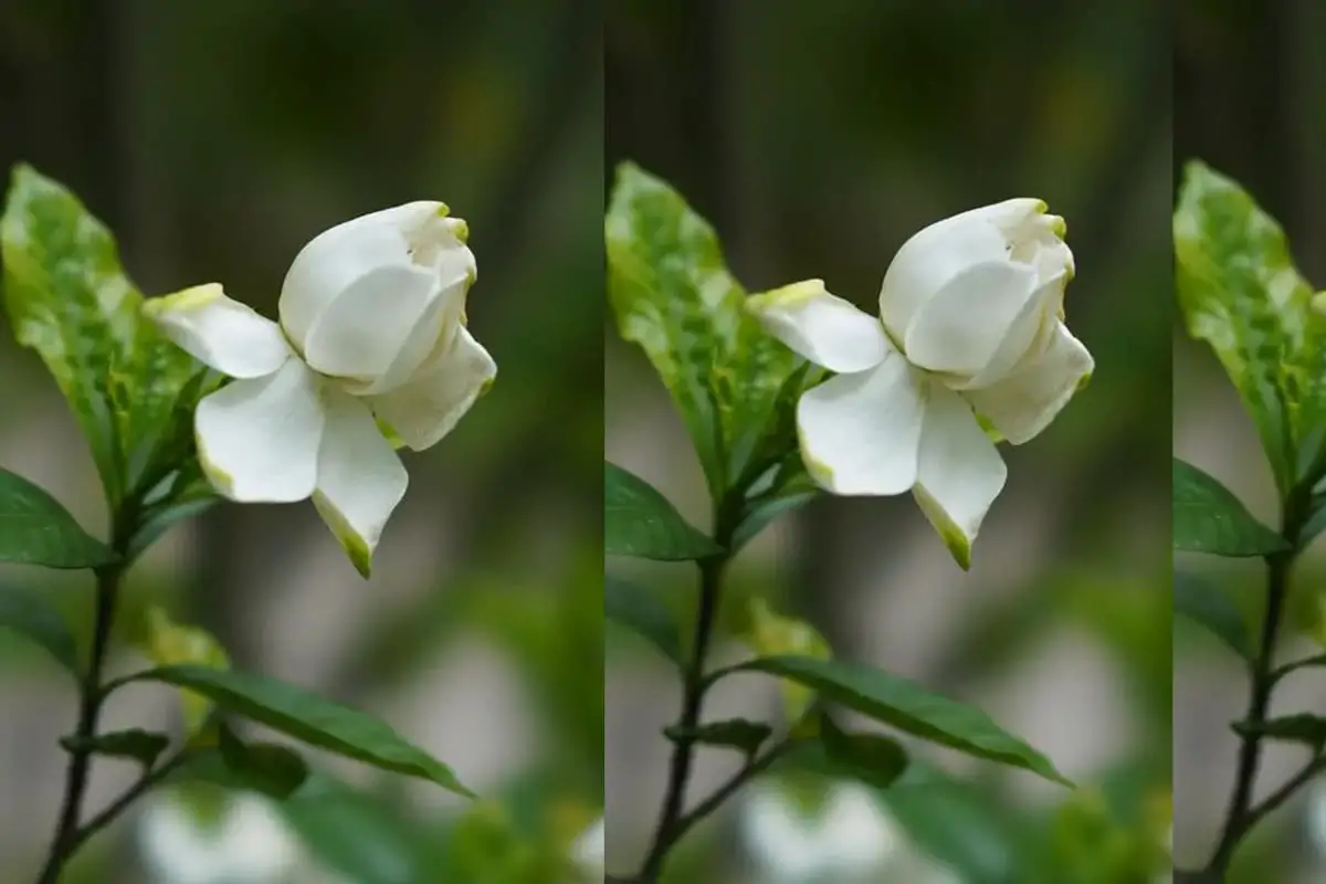 Gardenia jasminoieles Ellis