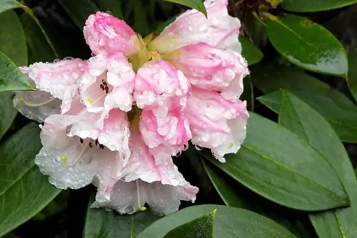 Rhododendron Simiarum