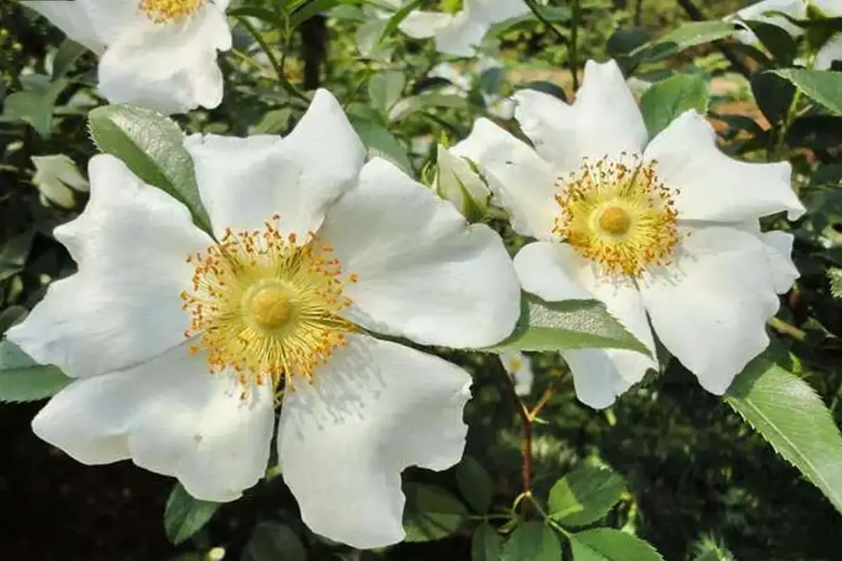 Rosa Laevigata