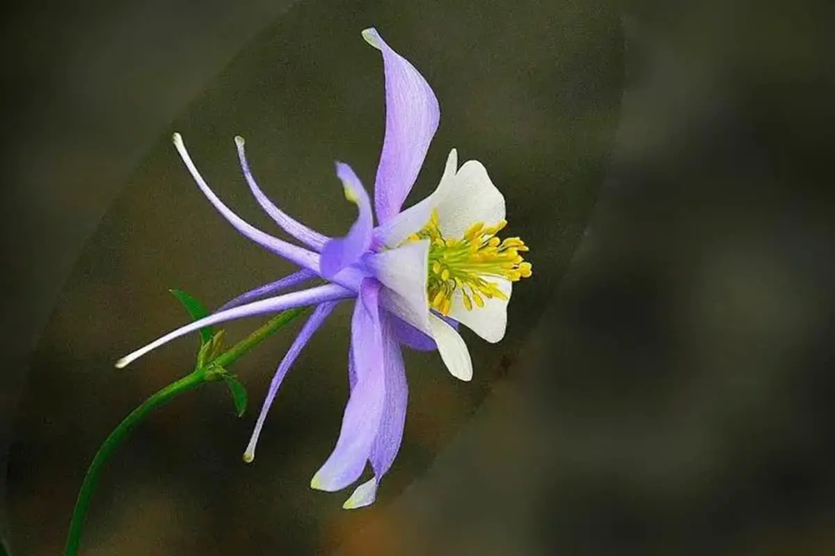 Aquilegia Yabeana