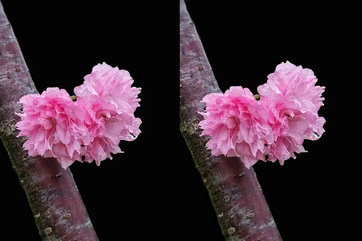 Prunus lannesiana