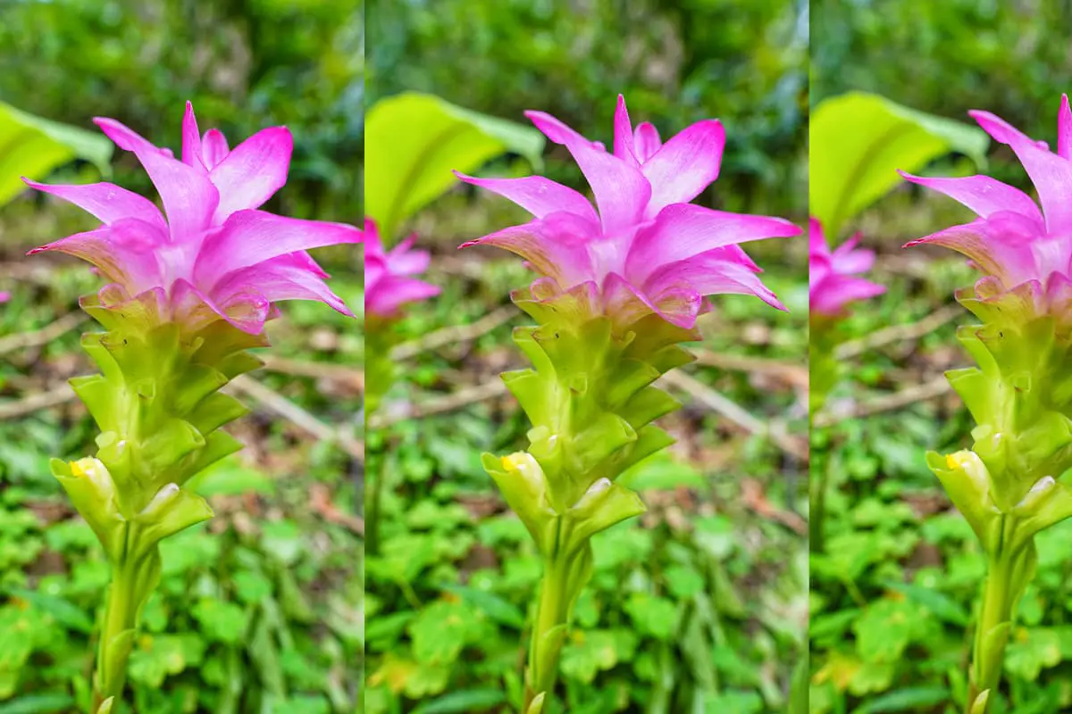 Curcuma phaeocaulis