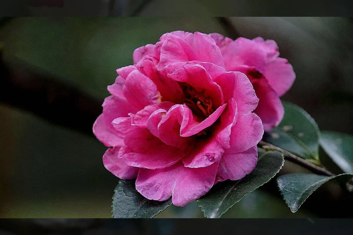 Camellia sasanqua