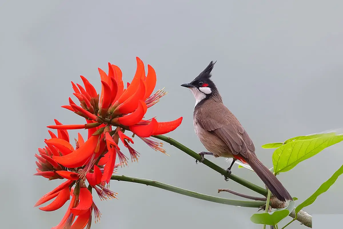 Erythrina variegata