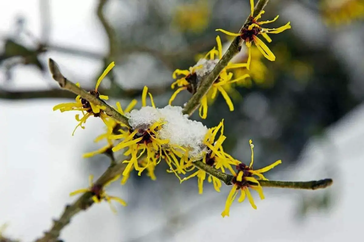 Hamamelis mollis