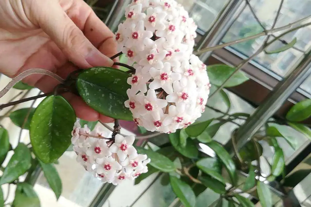Hoya carnosa
