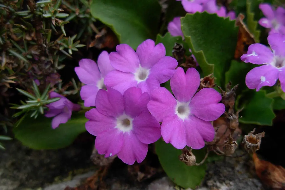 Primula malacoides