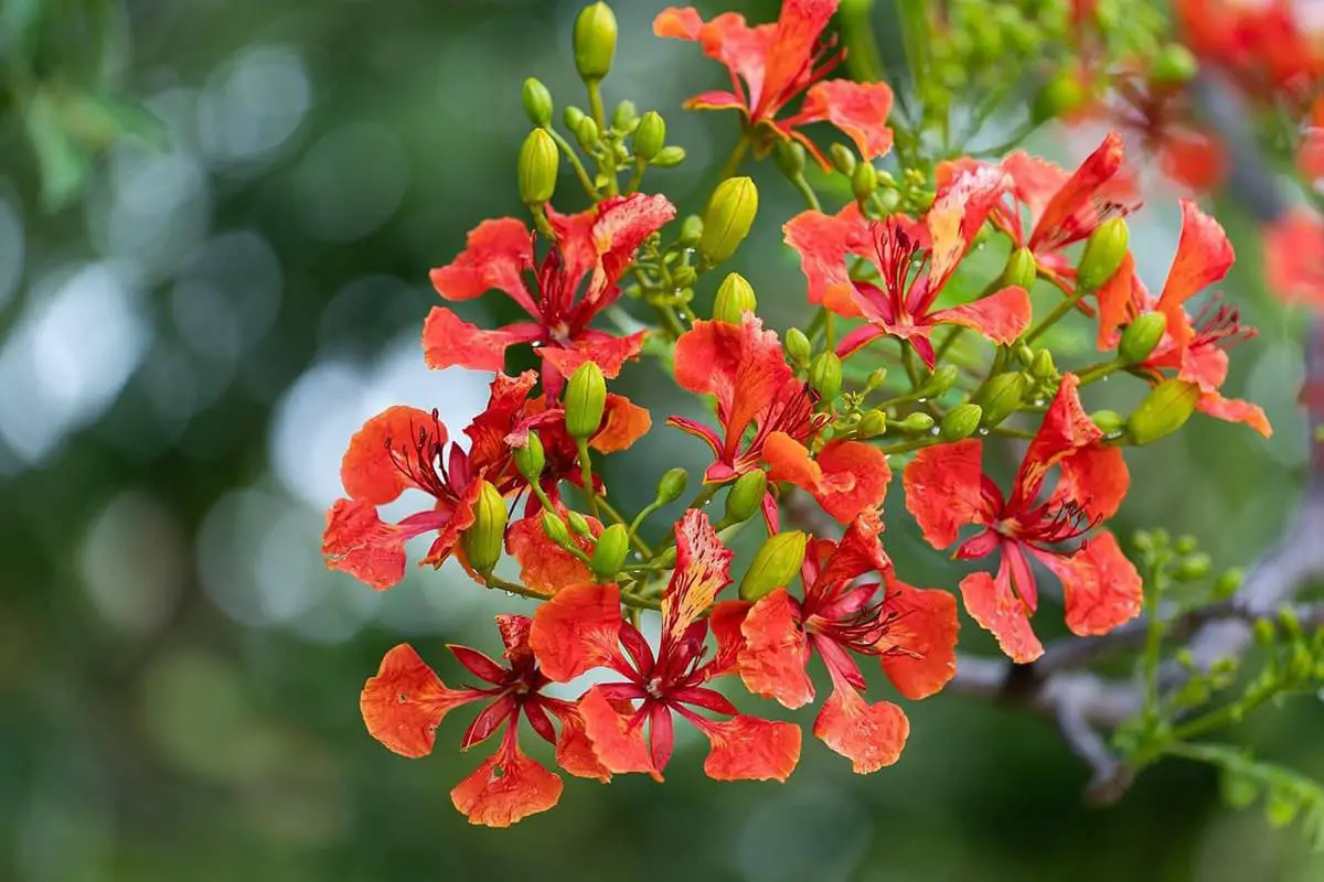 Delonix regia