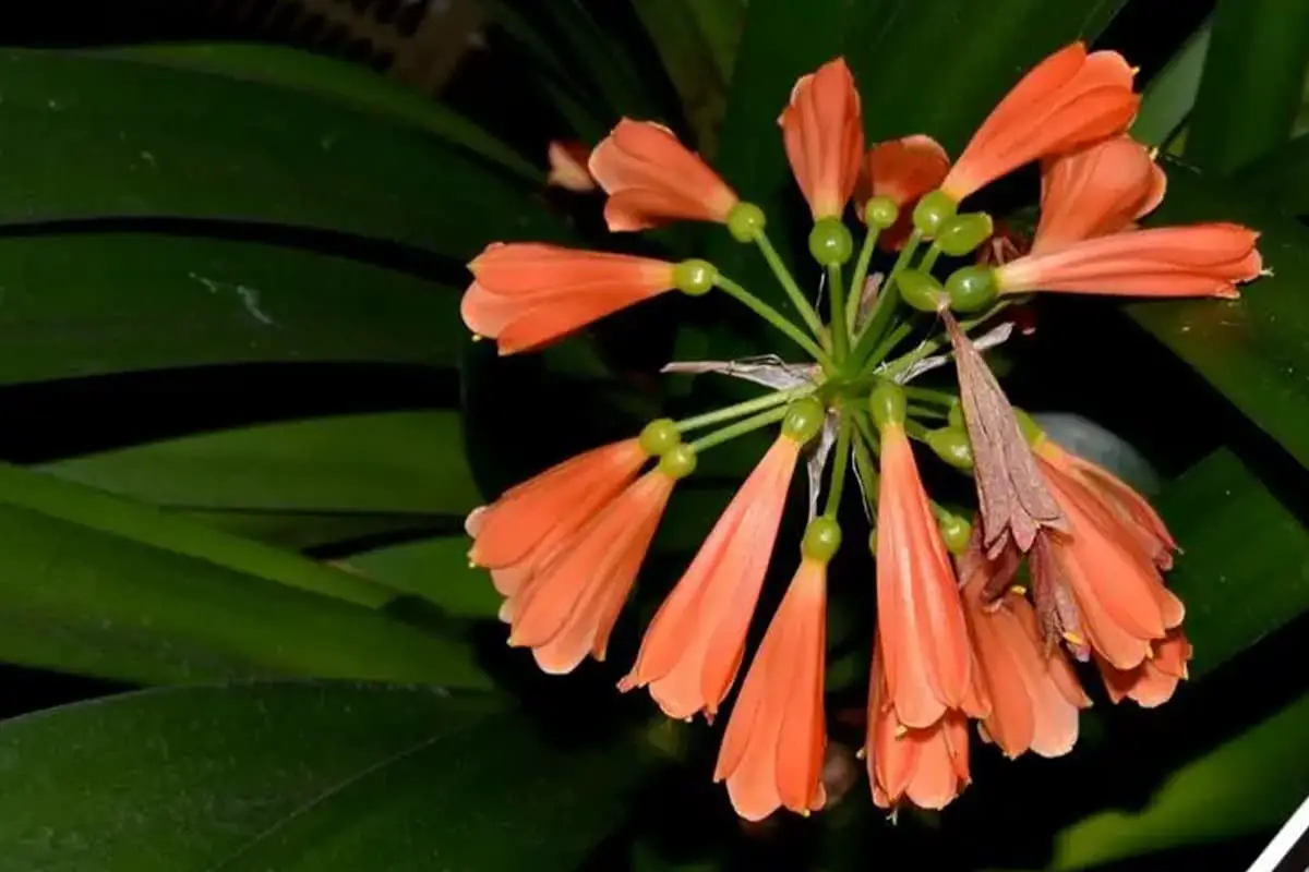 Clivia nobilis