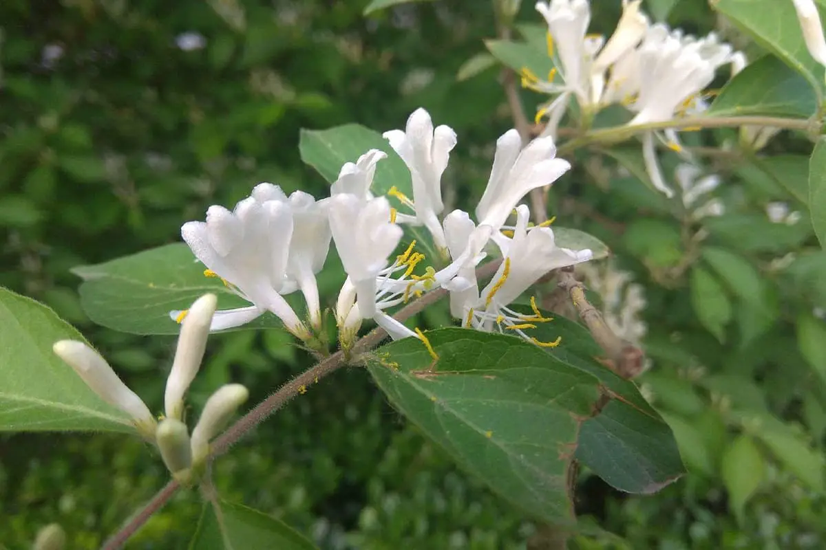 Lonicera maackii