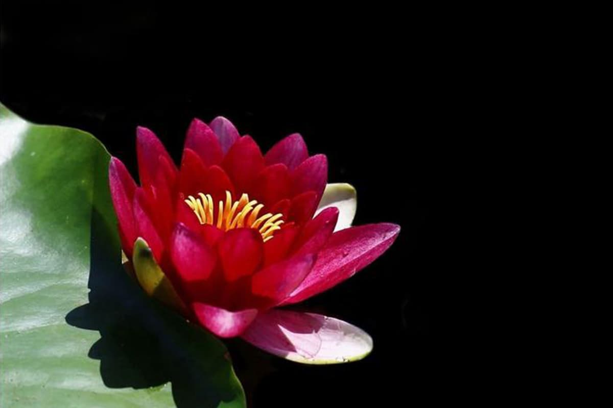 Nymphaea Rubra