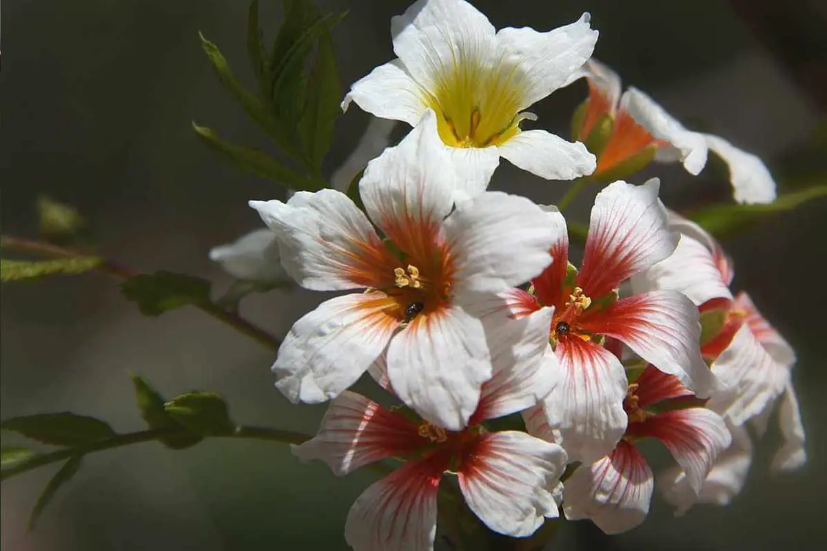 Xanthoceras sorbifolia Bunge